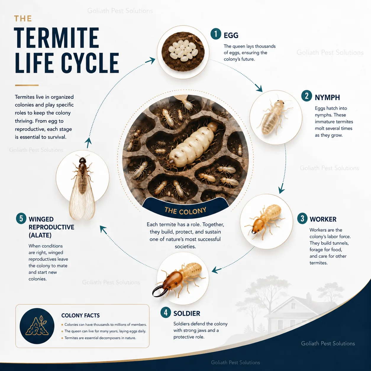 Goliath Pest Solutions educational infographic explaining termite eggs, workers, soldiers and winged reproductives