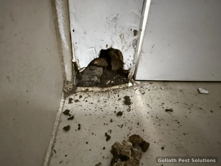 Damage and loose material exposed at the base of an internal wall during inspection.