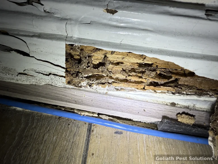 Damaged timber exposed beneath internal trim for closer assessment.