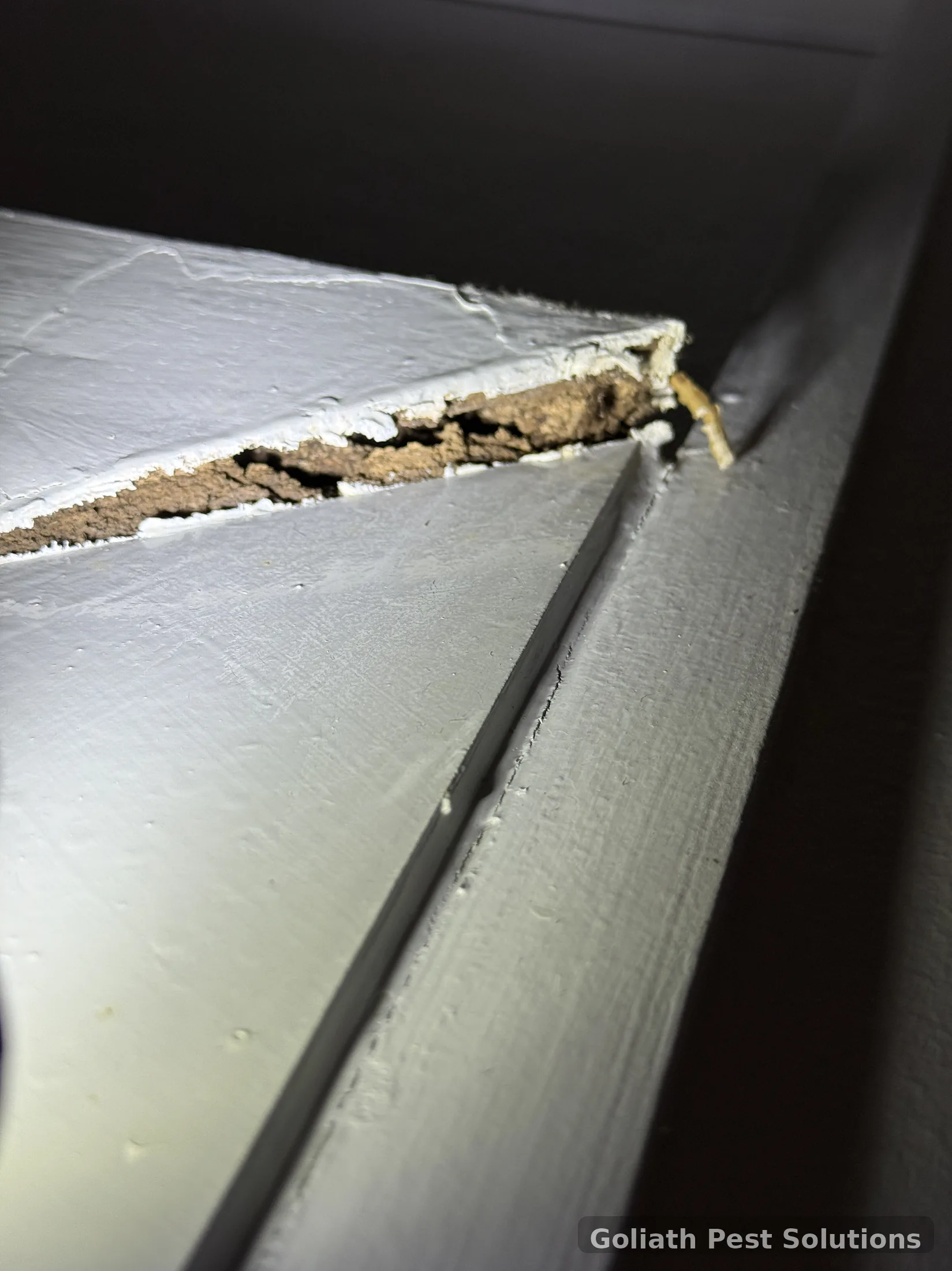 Termite damaged timber exposed for closer assessment