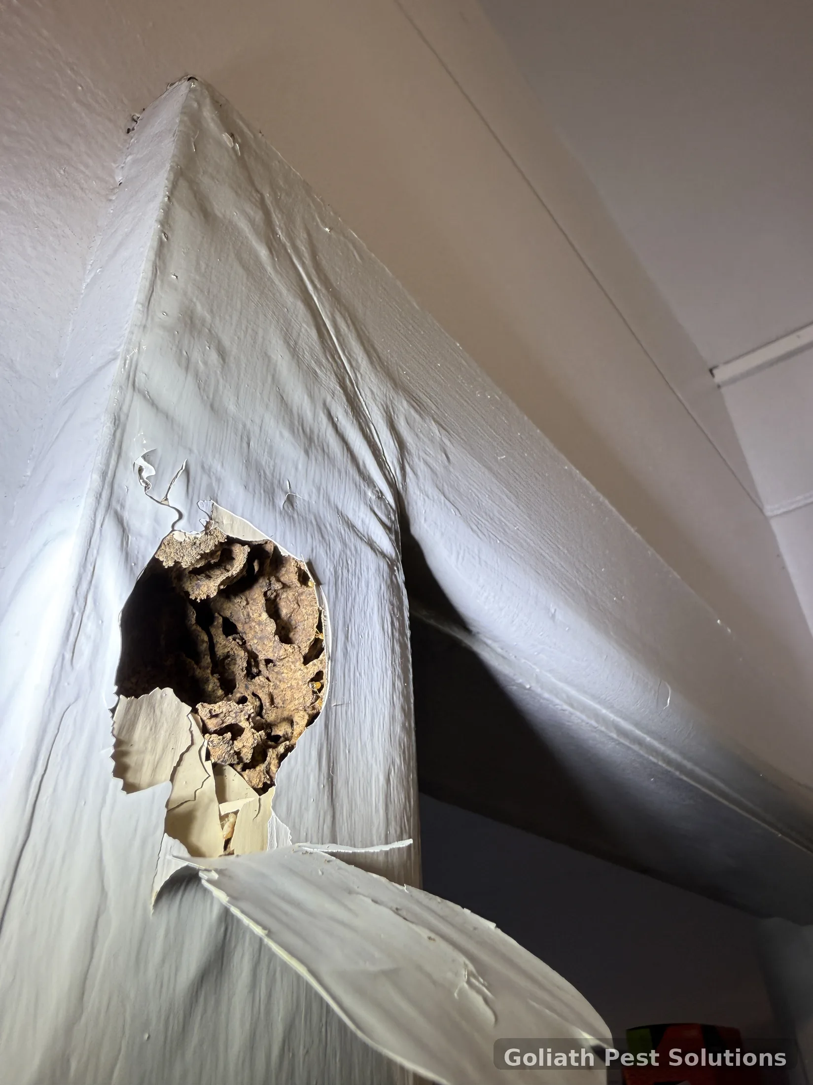 Termite-related building evidence inspected during Goliath field work
