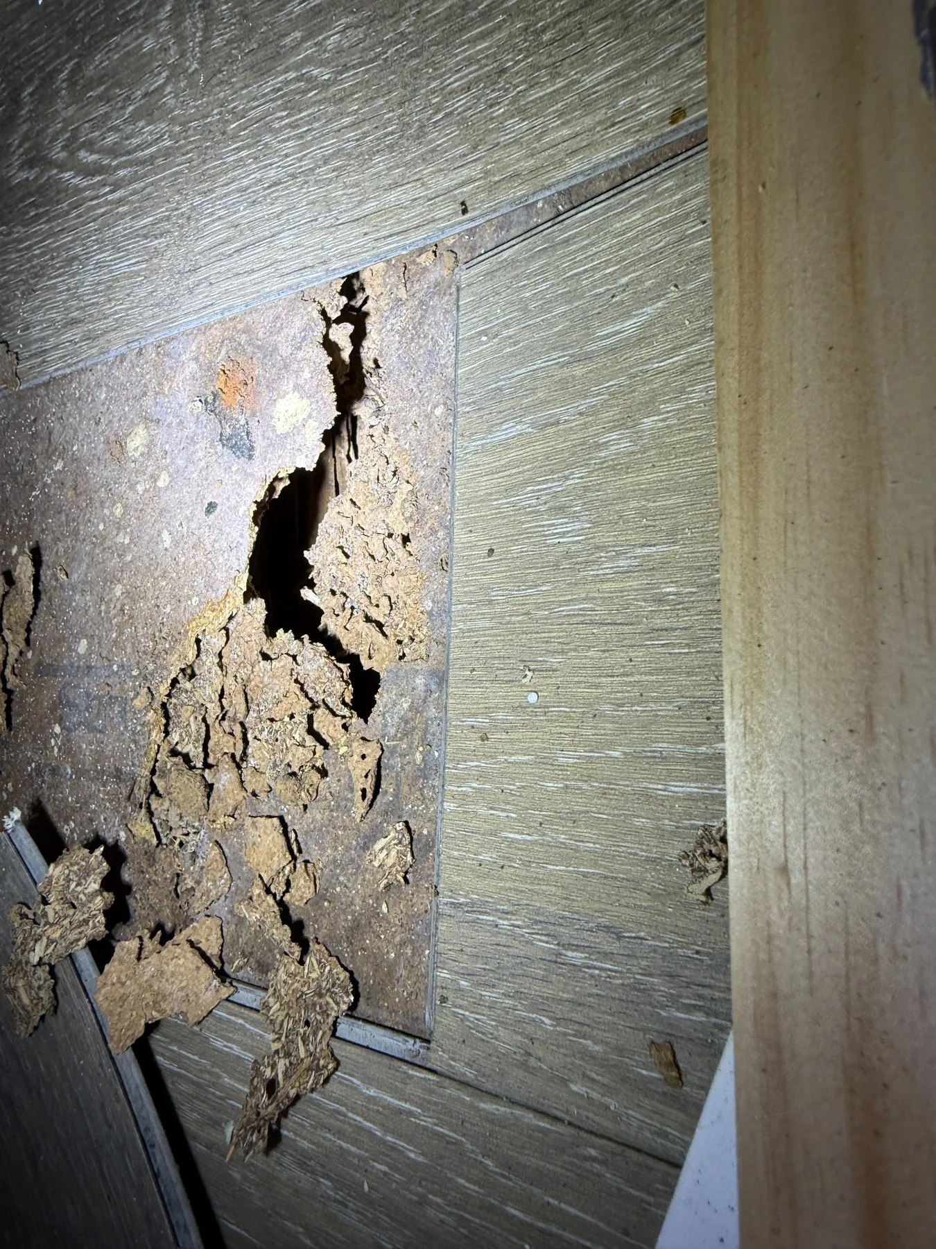 Goliath Pest Solutions termite inspection and treatment work for Epping properties