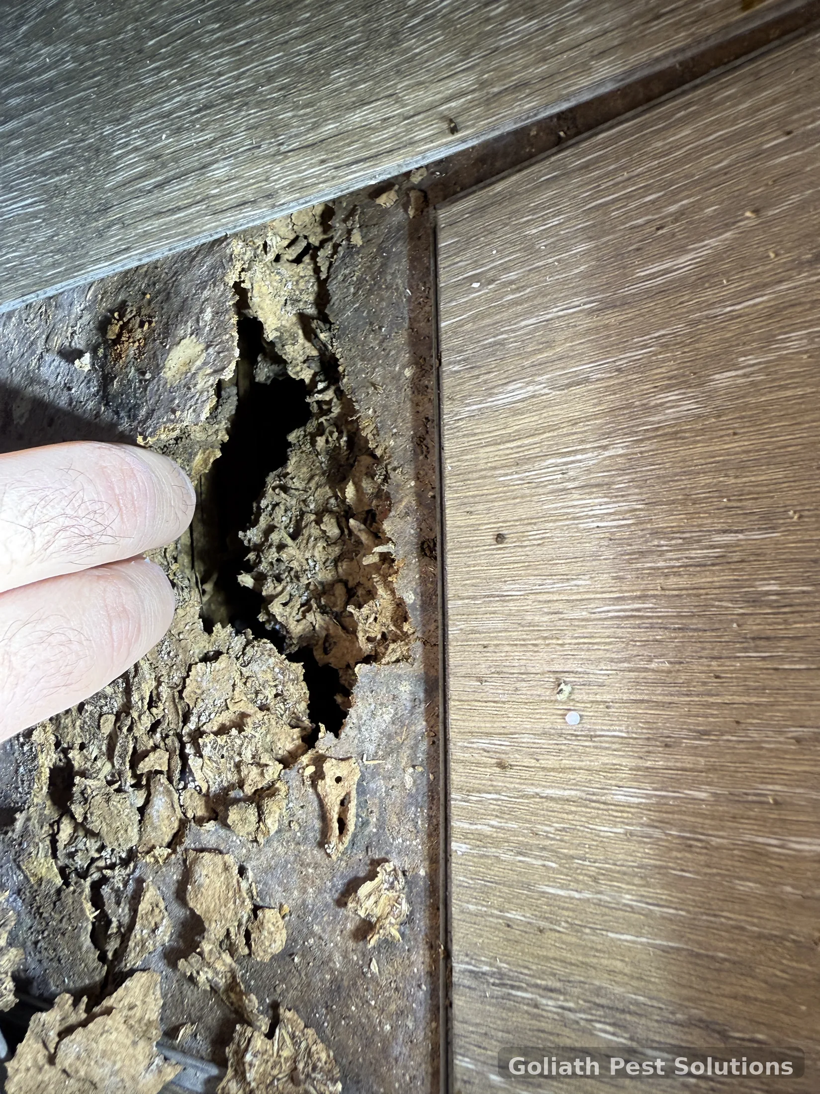 Termite damage uncovered beside a floor junction