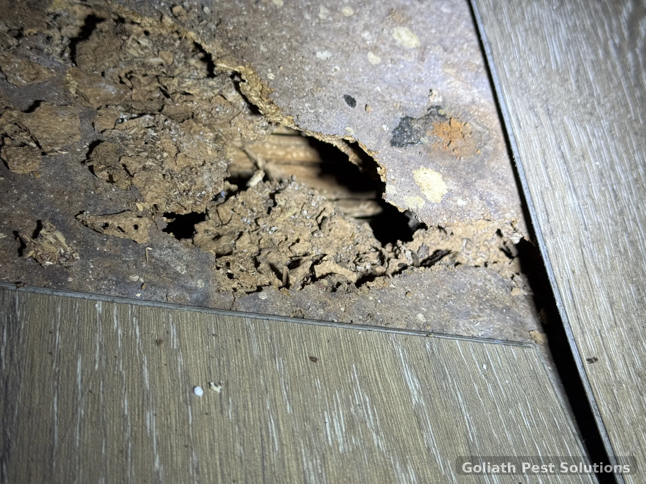 Termite shelter material and timber damage exposed during field work