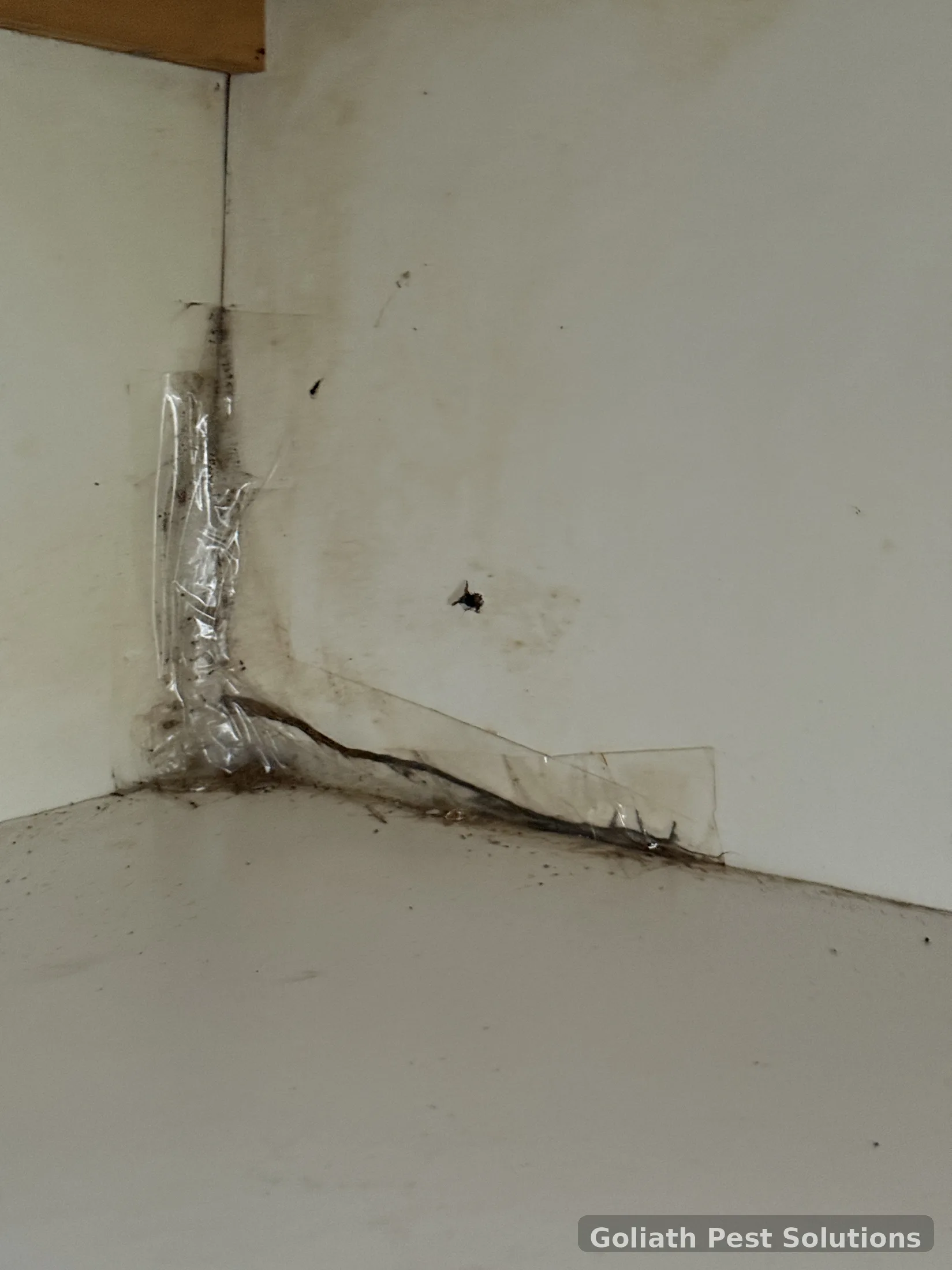 Moisture-affected building corner inspected during Goliath field work