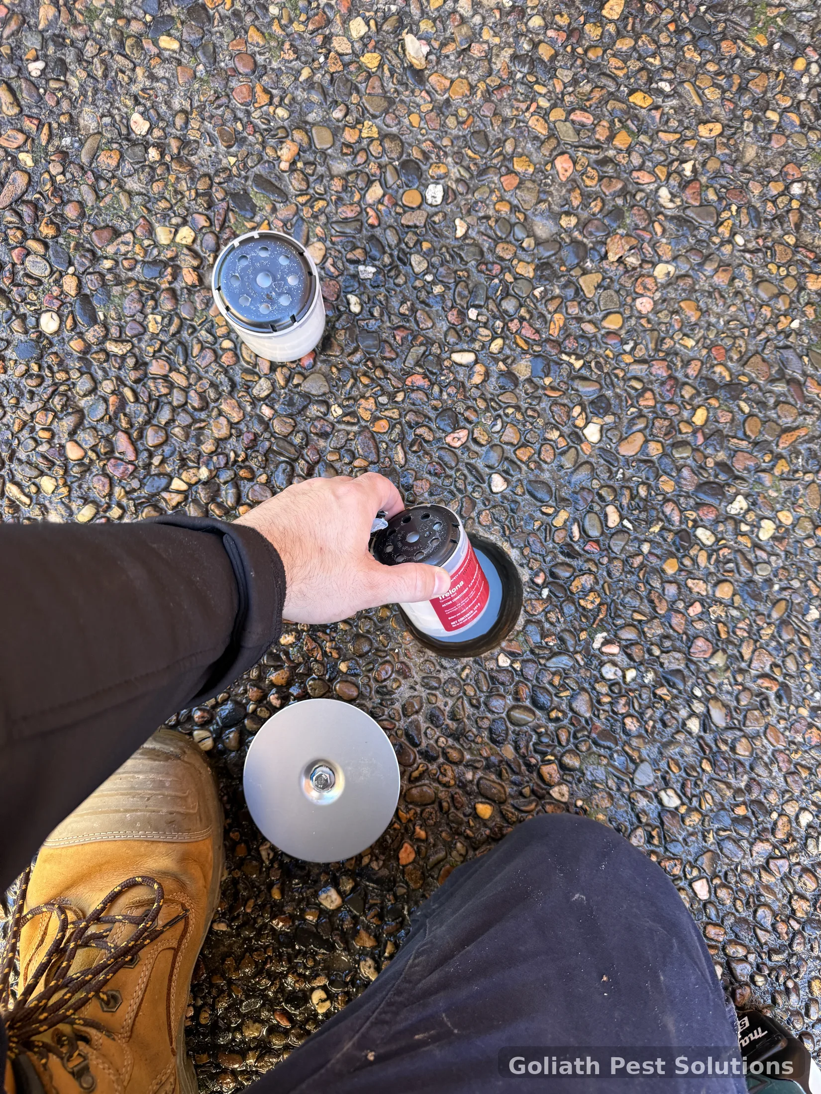 Termite bait station being inspected