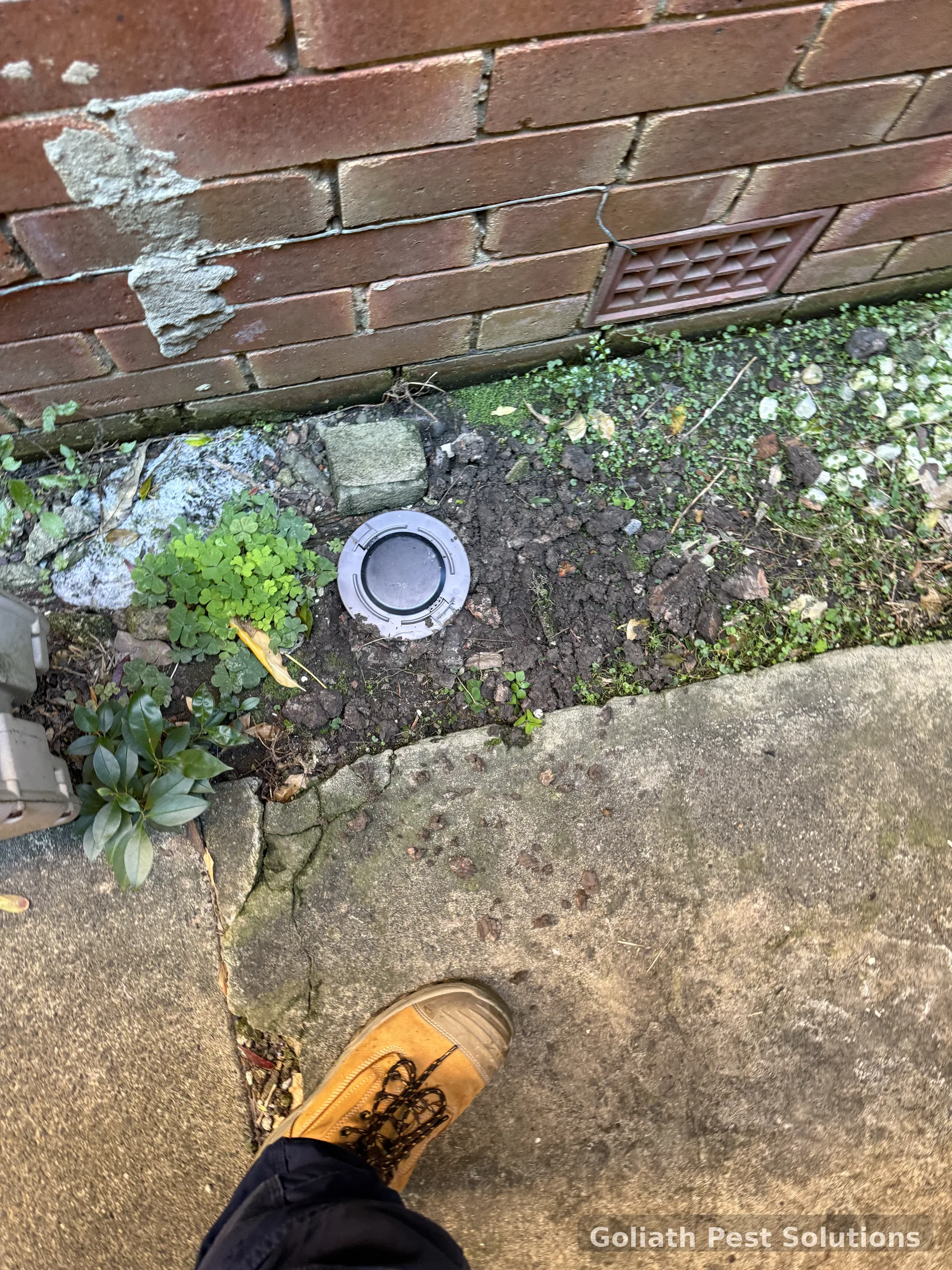 In-ground termite station beside a brick property