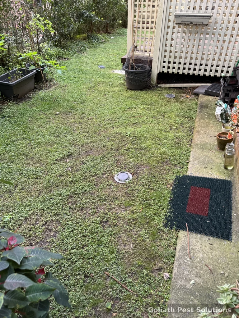 An in-ground termite station installed in a lawn beside the building.
