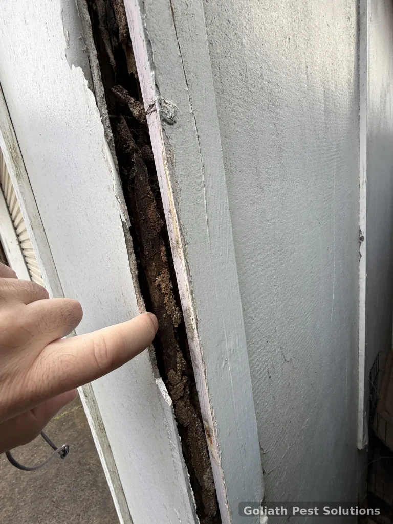 Timber exposed behind a door or wall trim during inspection of concealed damage.