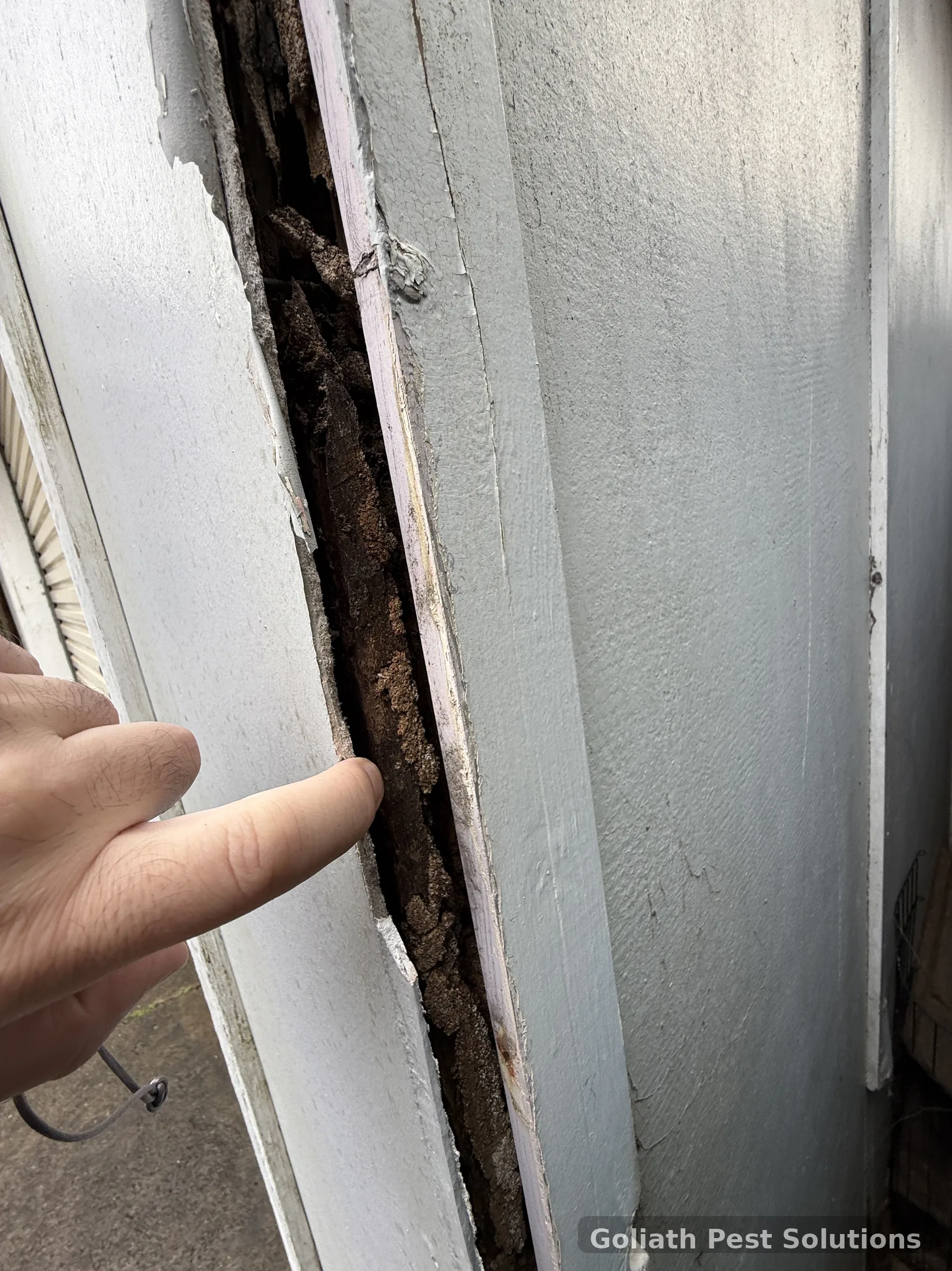 Goliath technician examining a concealed timber interface during field work