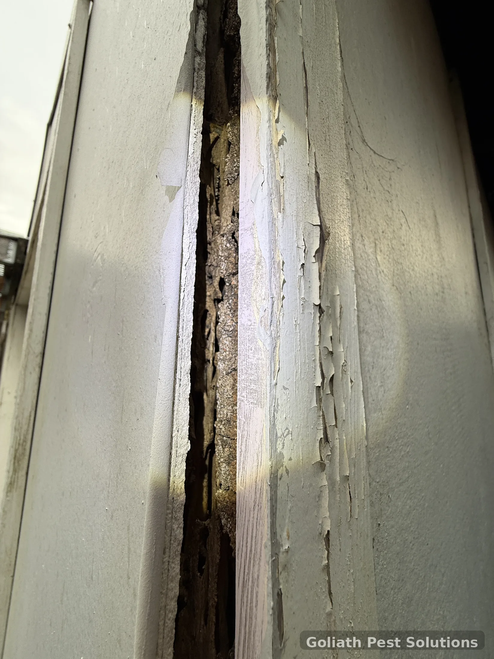 Damaged timber interface exposed during Goliath Pest Solutions field work