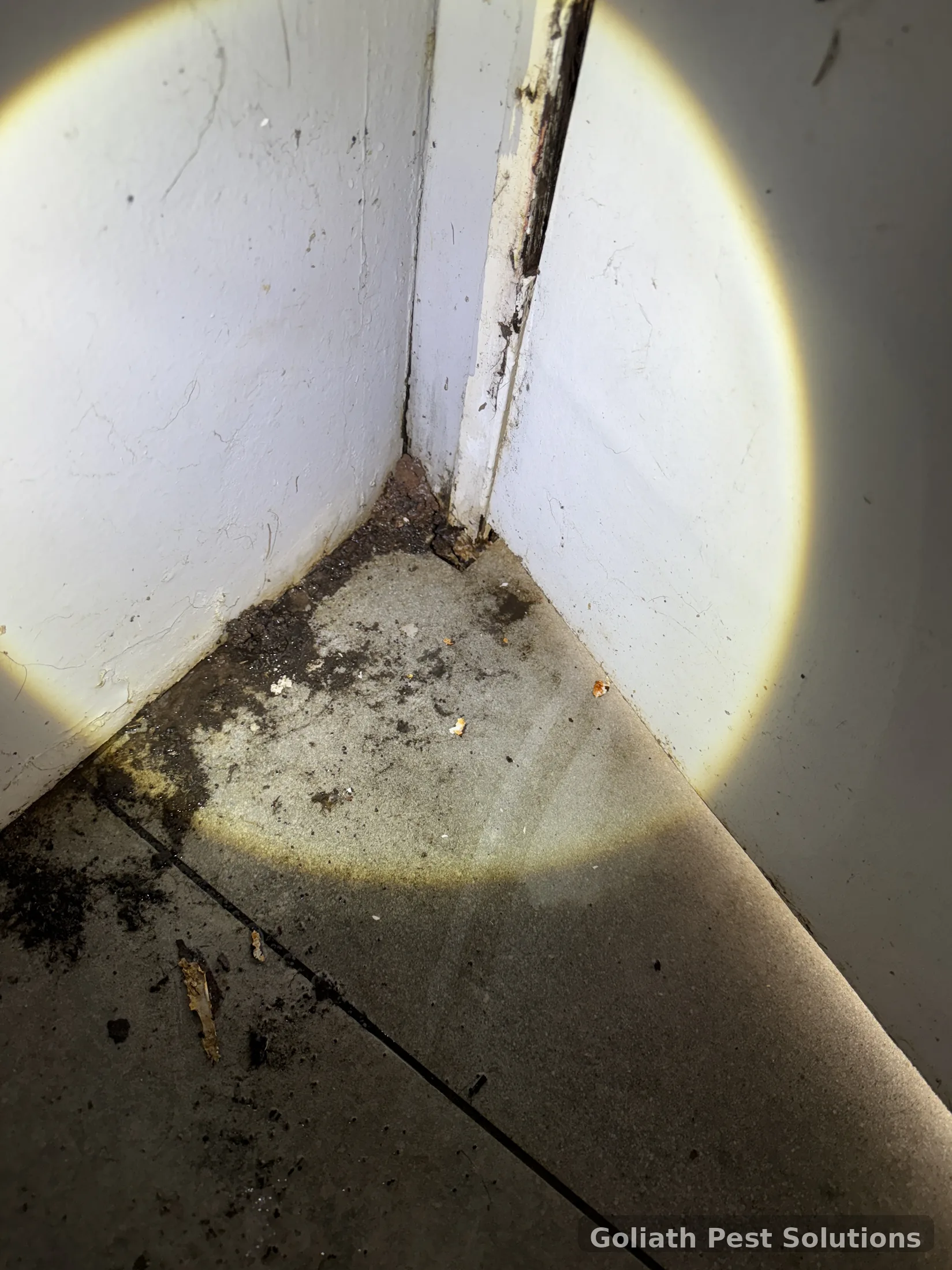 Inspection of a wall and floor junction for termite evidence