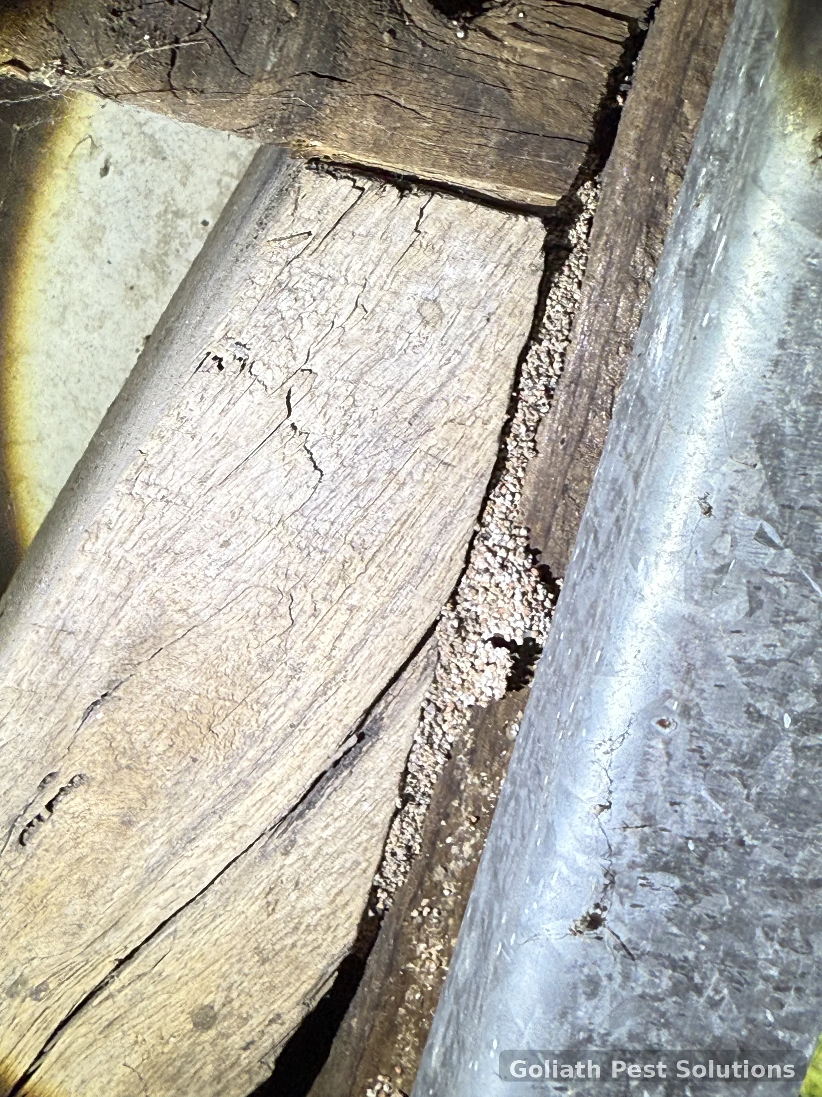 Termite damage along an exposed timber interface photographed during Goliath field work