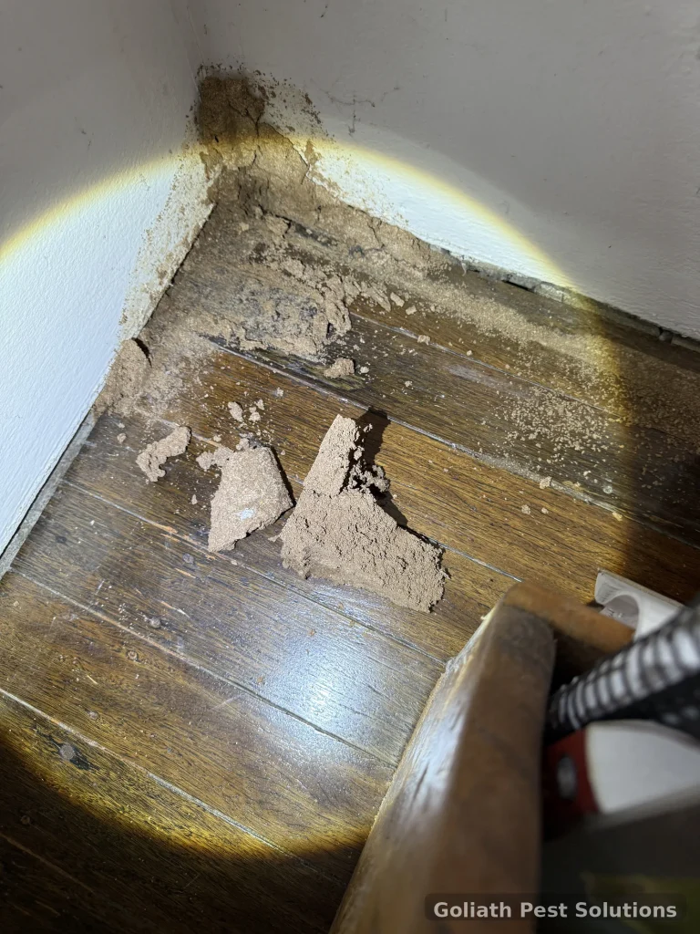 Damaged material exposed along a floor and wall junction during investigation.