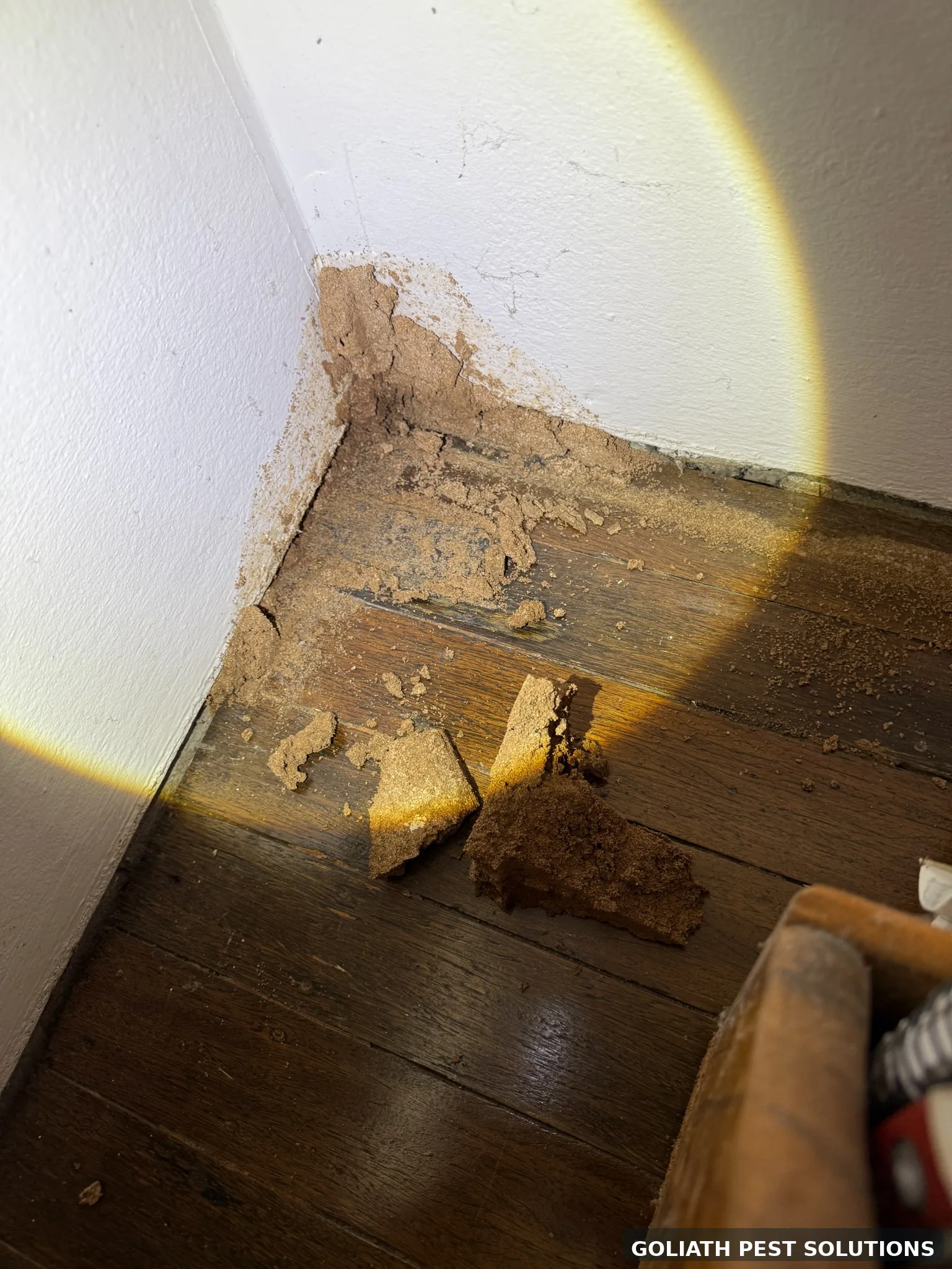 Termite damage found during inspection