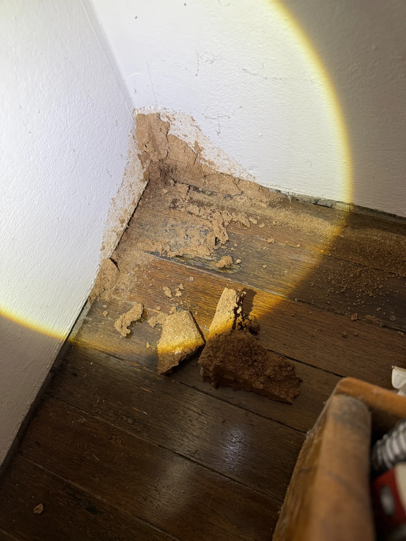 Goliath Pest Solutions termite inspection and treatment work for Eastwood properties