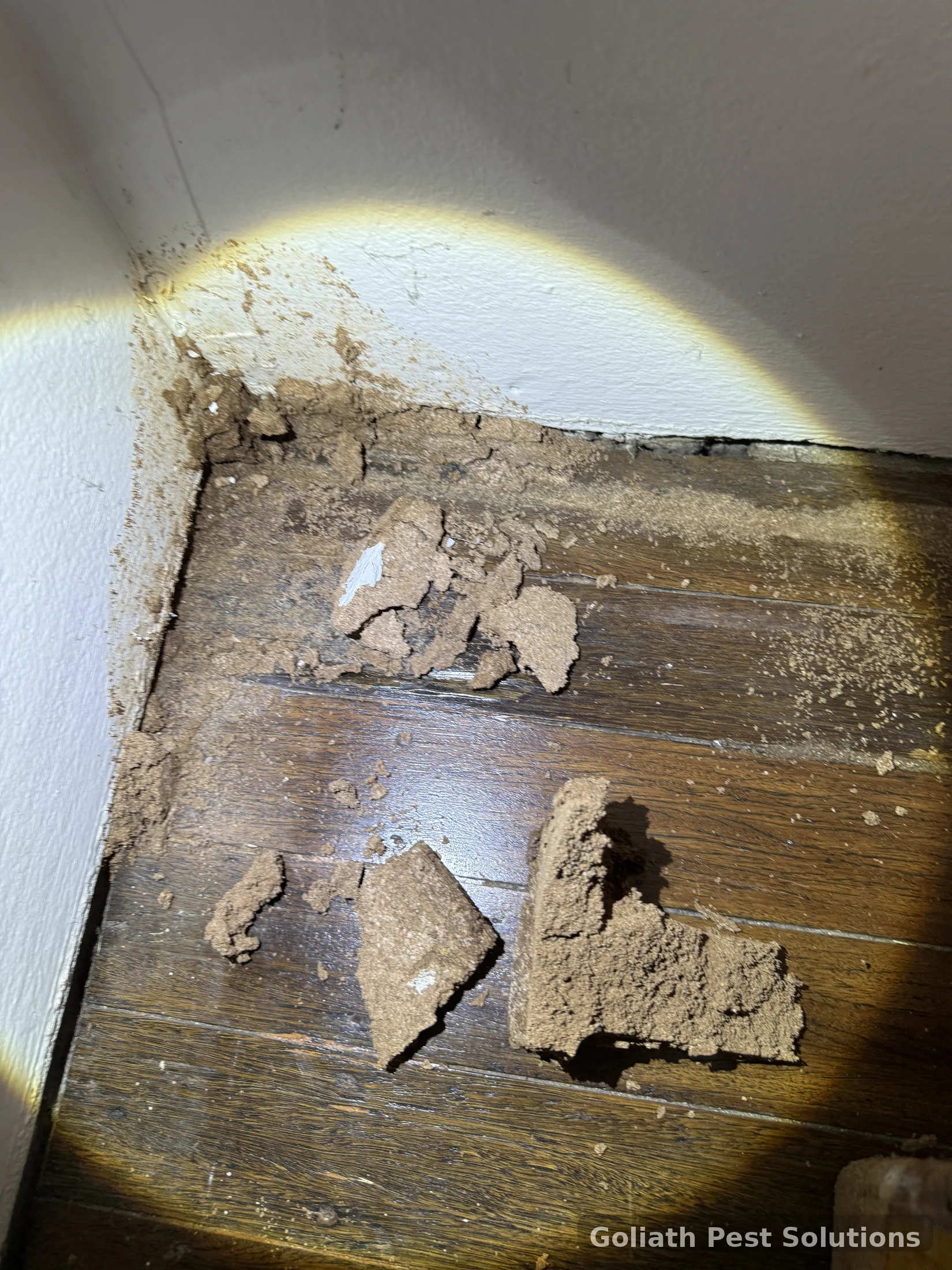 Subfloor area inspected for termite entry pathways