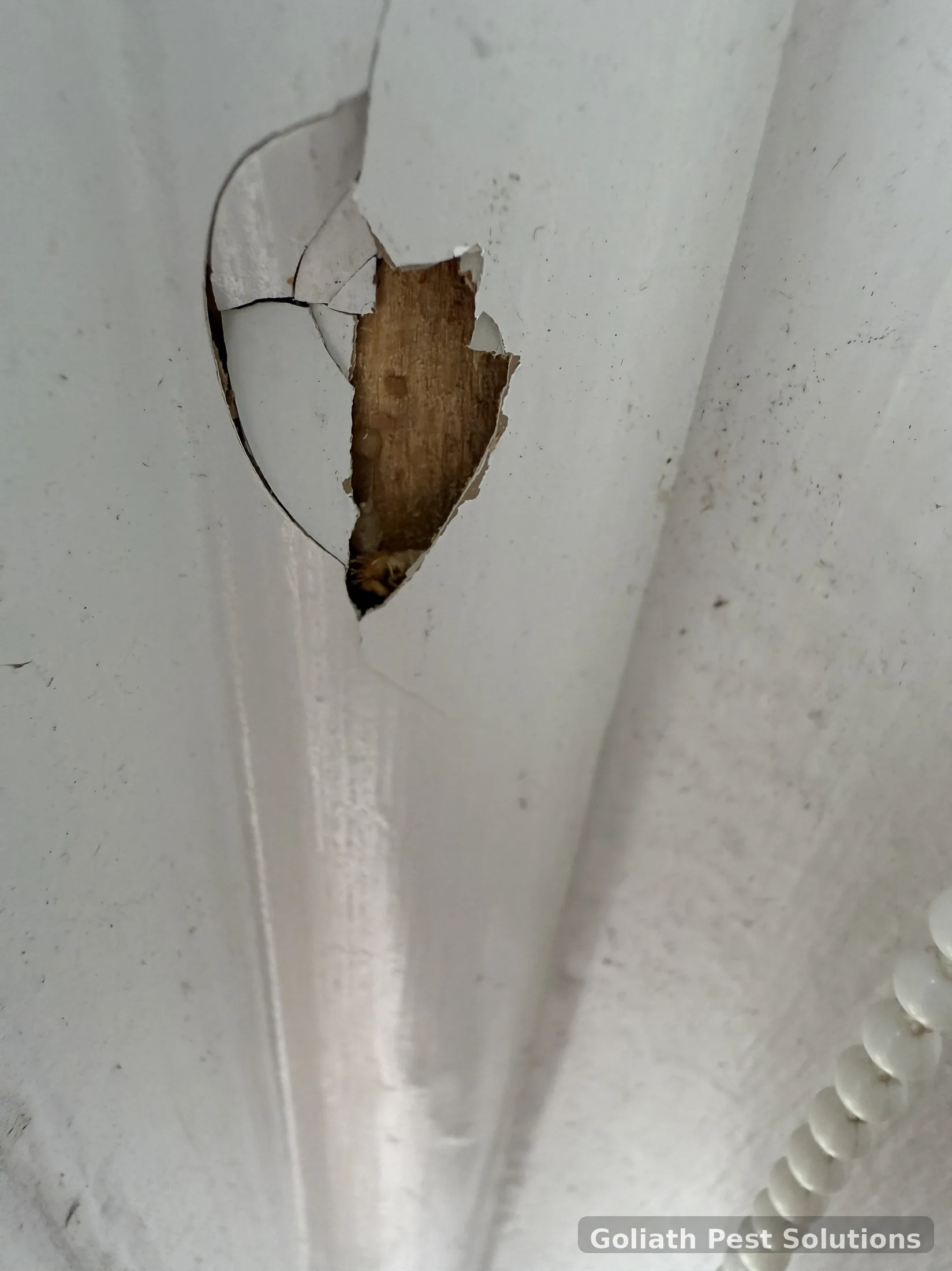 Concealed wall damage exposed during Goliath termite field work