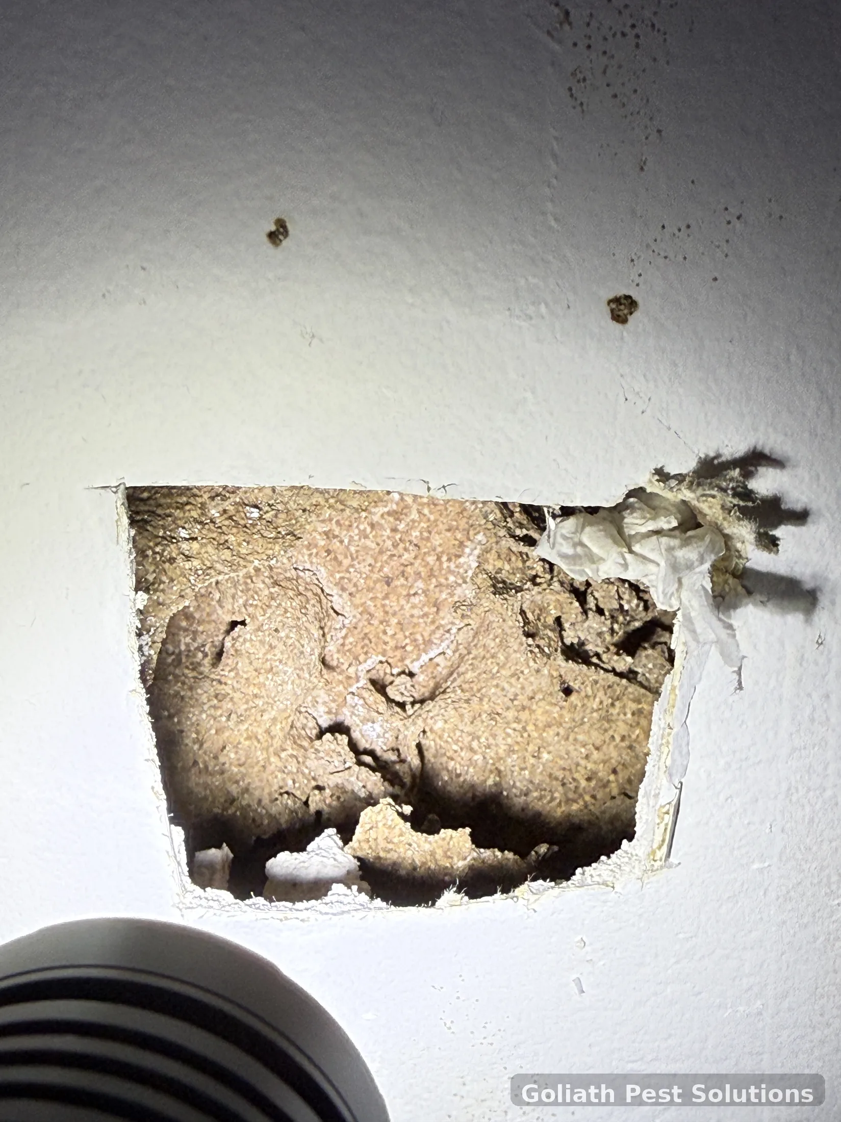 Termite-damaged building material exposed during Goliath field work