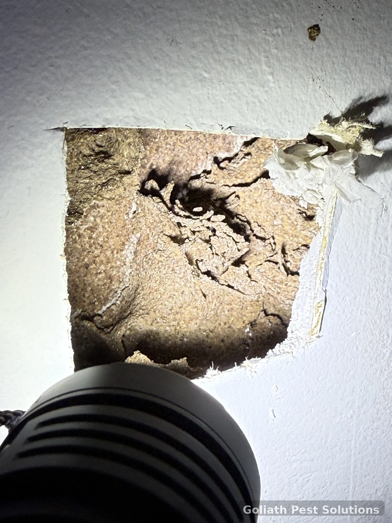 Close-up of termite activity and timber damage