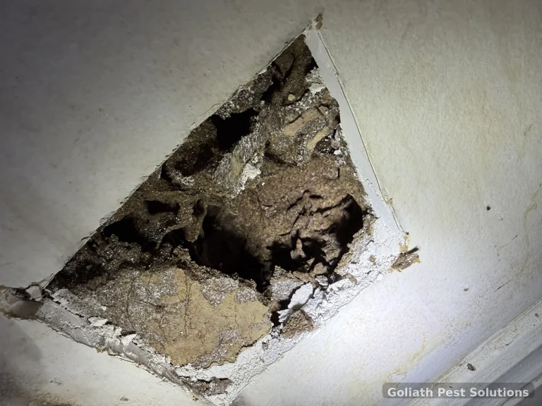 A wall cavity opened to inspect concealed damage and material behind the lining.