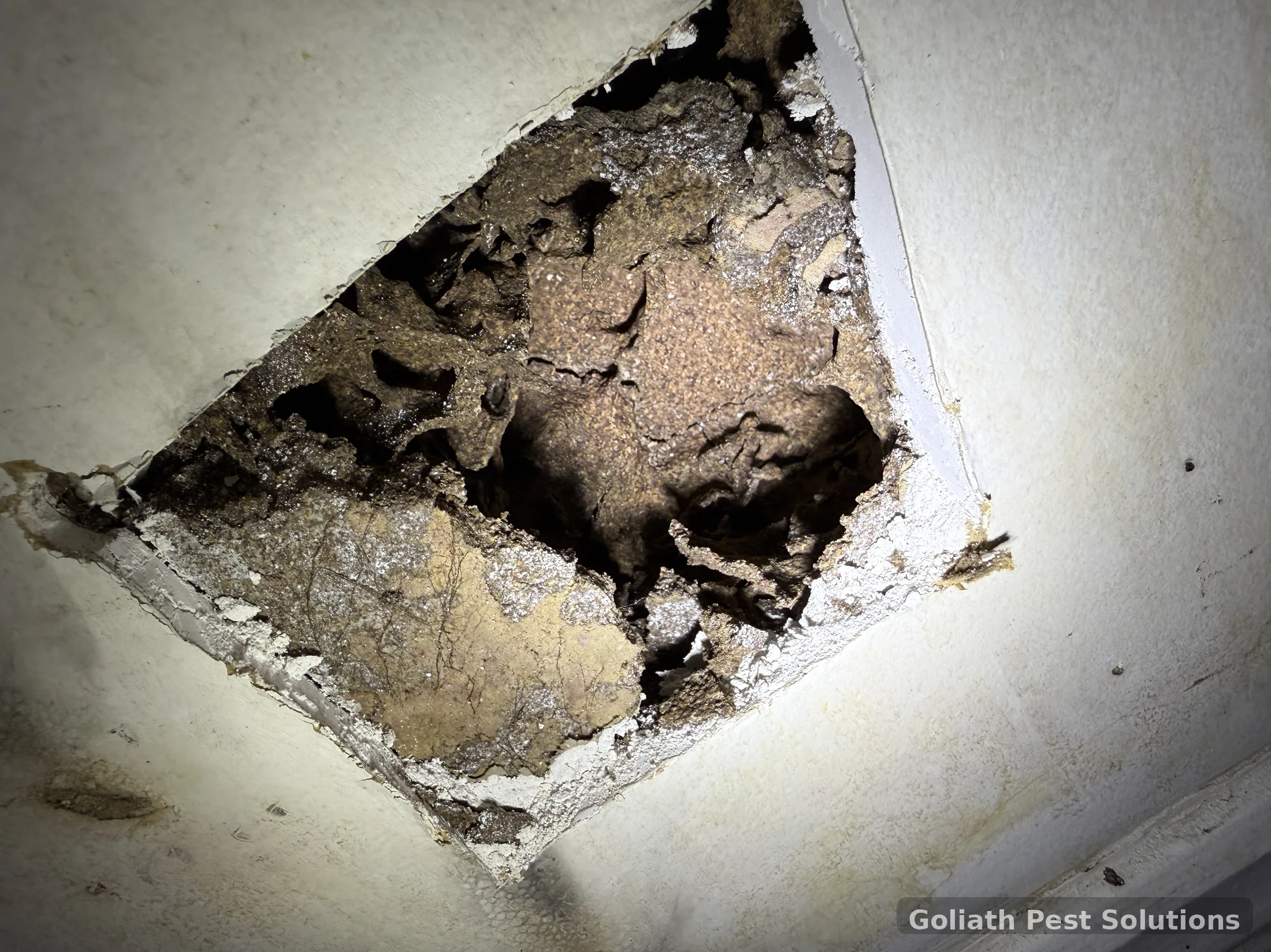 Termite damage exposed inside an existing Sydney property before post-construction management planning