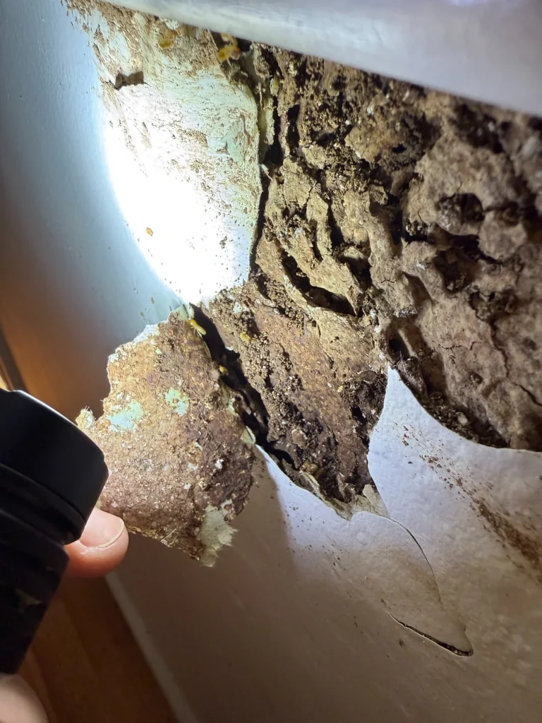 Close inspection of deteriorated material inside an opened wall section.