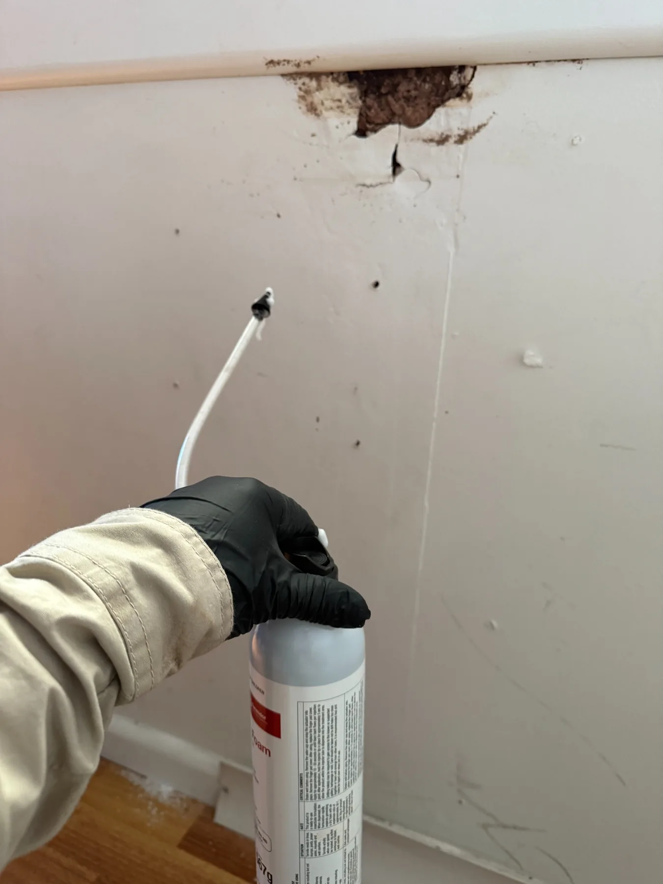 Goliath Pest Solutions applying targeted treatment to active termites