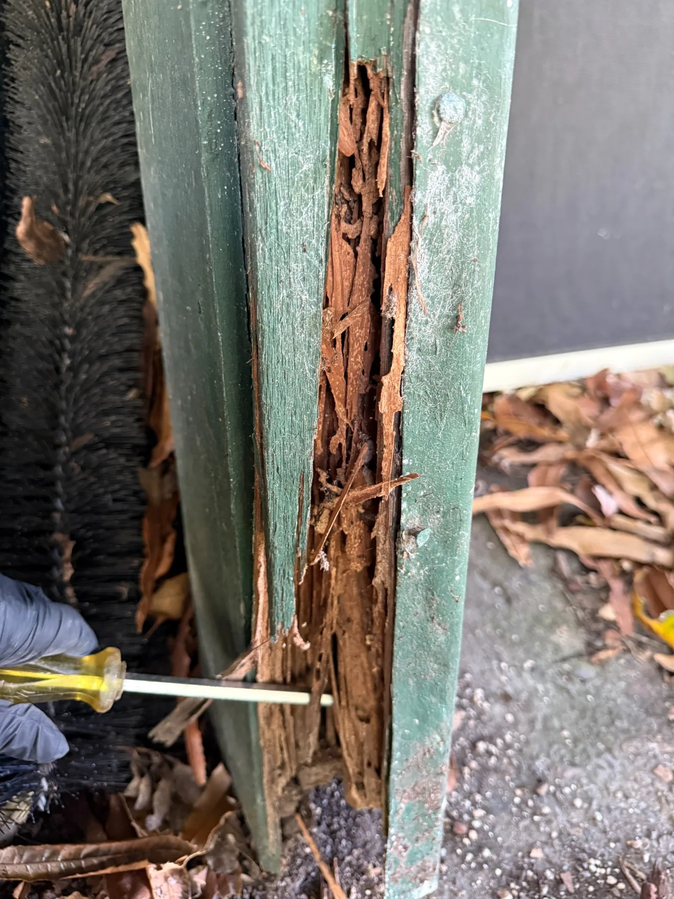 Severe termite damage to structural timber
