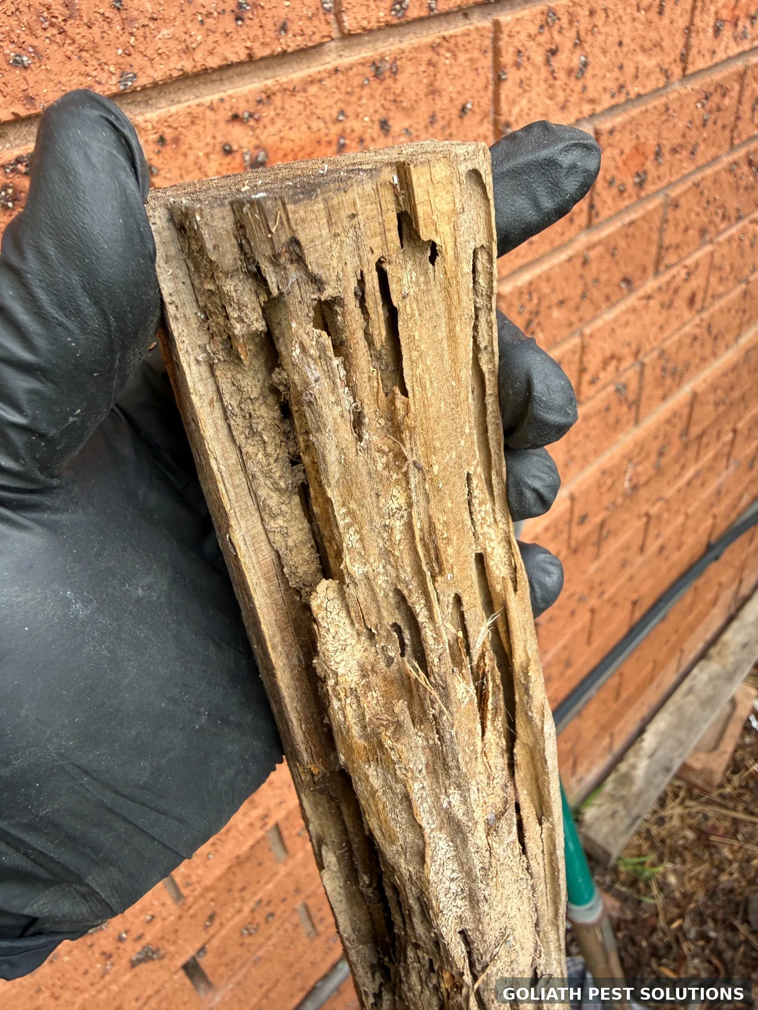 Termite damaged timber