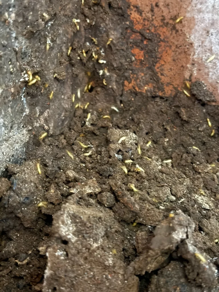 Close field view of termite activity and soil material during inspection.
