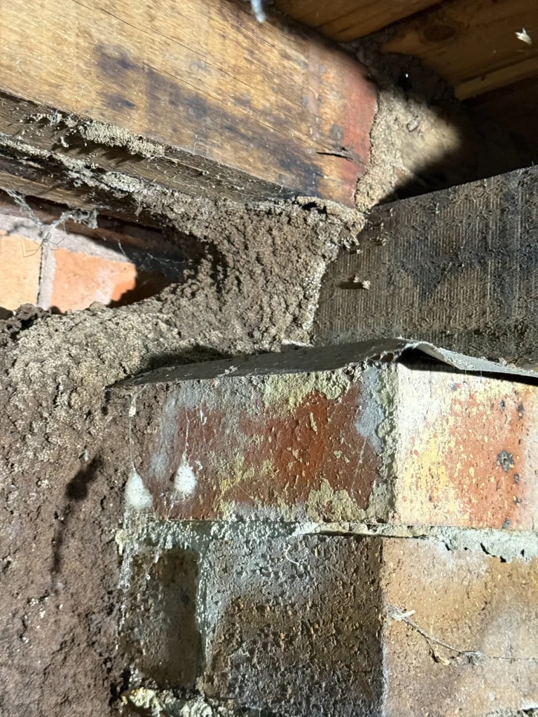 Termite mudding visible around a masonry and timber junction.