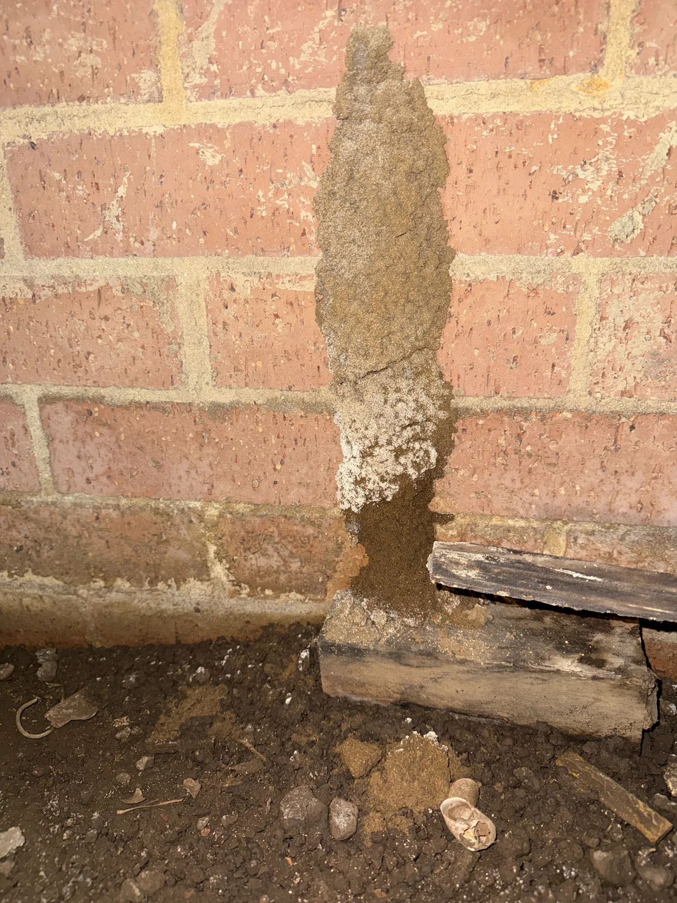Termite mud lead found at a Sydney property