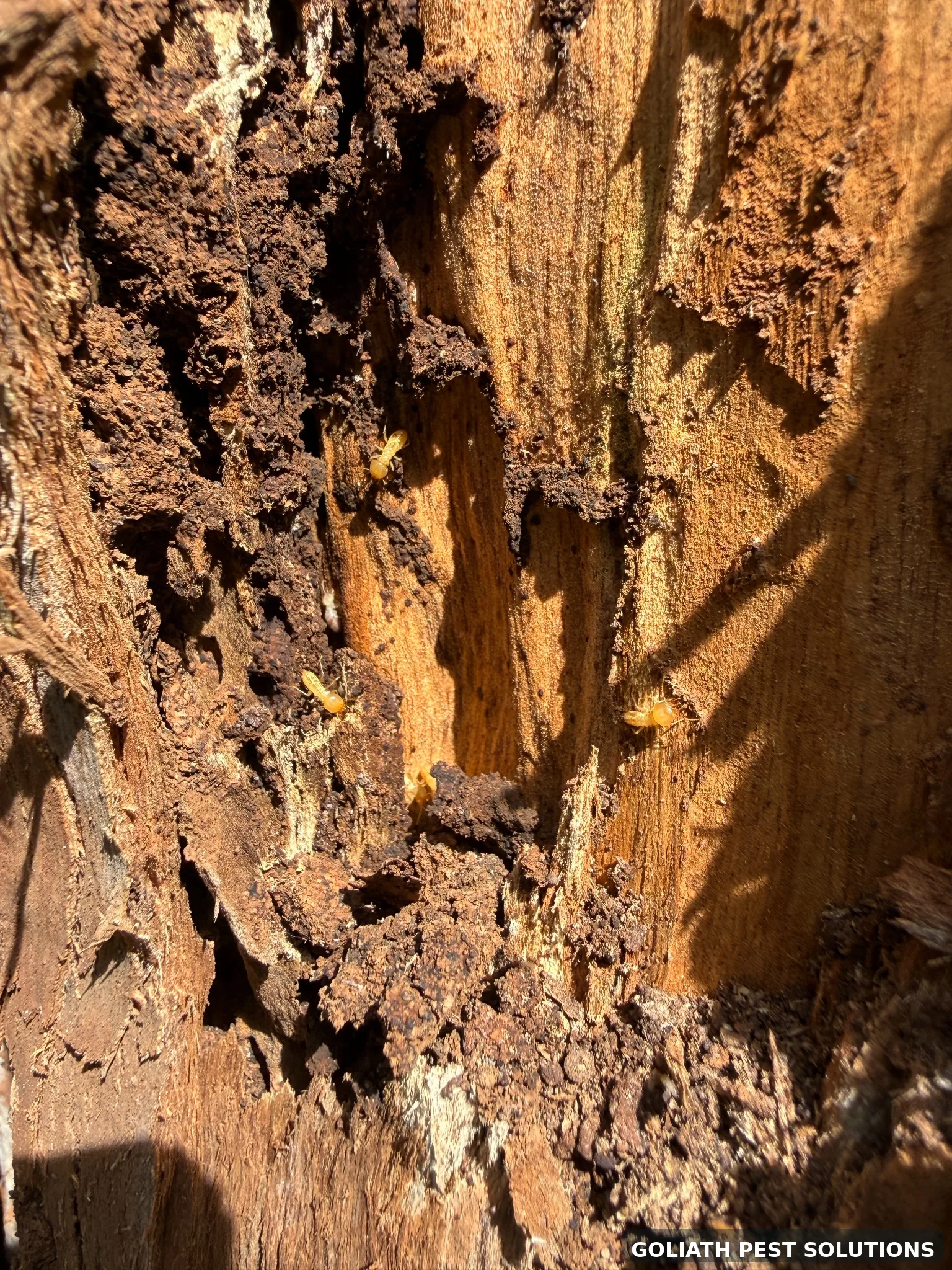Termite bait station servicing
