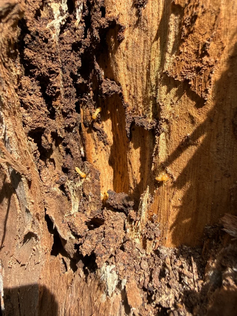 Severely deteriorated timber photographed at close range during field work.