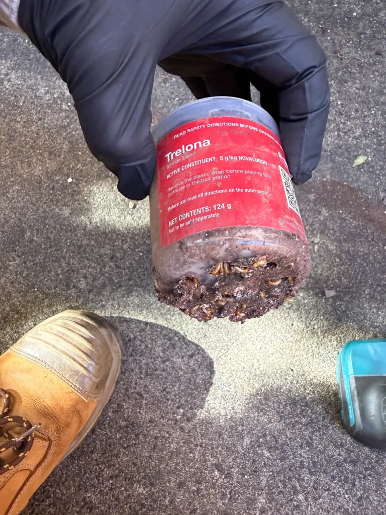Bait or monitoring material being handled during a termite station service.