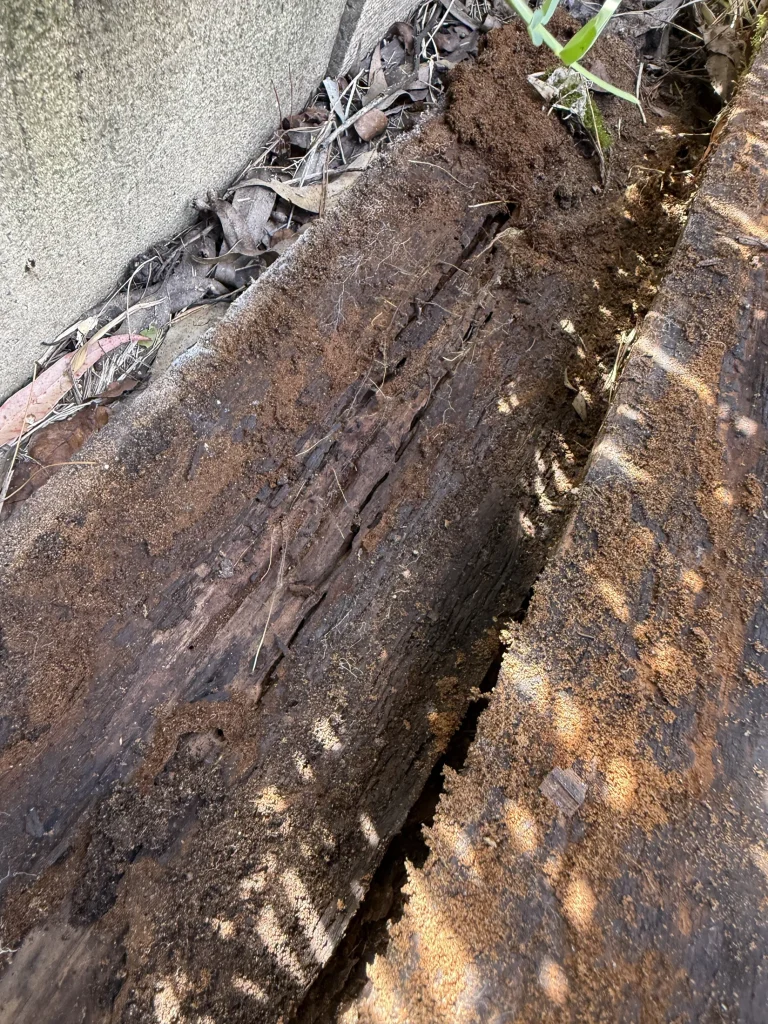 Close view of heavily deteriorated timber exposed during investigation.