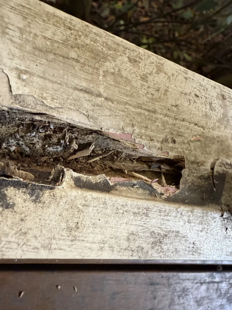 A timber section opened to reveal concealed internal deterioration.