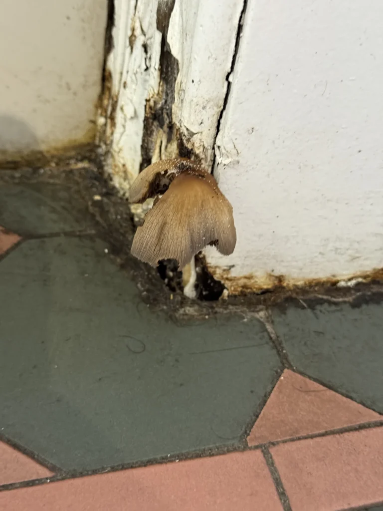 Fungal growth at a damp wall junction illustrating why moisture conditions matter during termite inspections.