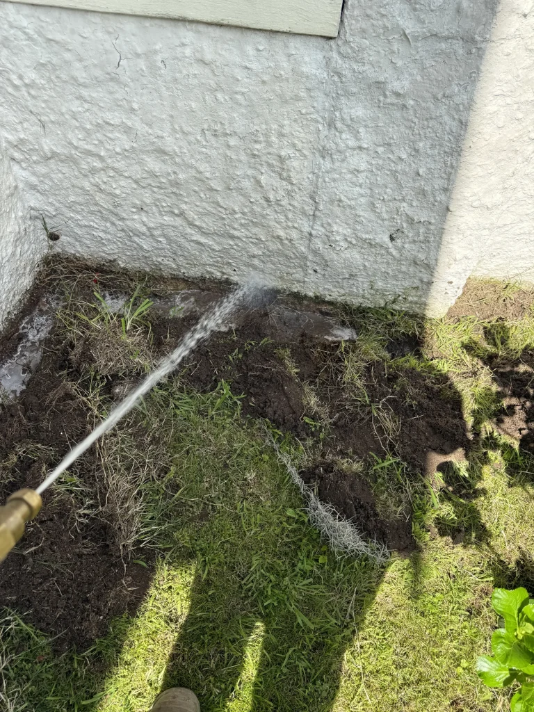 Moisture and organic growth beside a building perimeter, a condition worth addressing during termite-risk management.