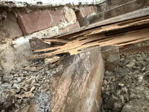 Damaged timber close to brickwork showing substantial internal loss in Artarmon