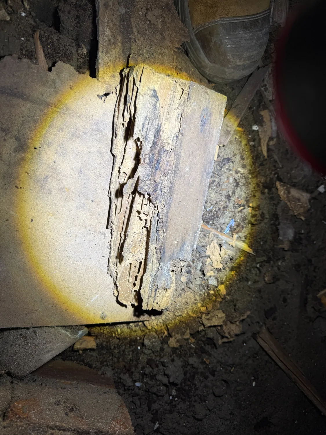 Deeply excavated damaged timber revealed during inspection of an Artarmon house
