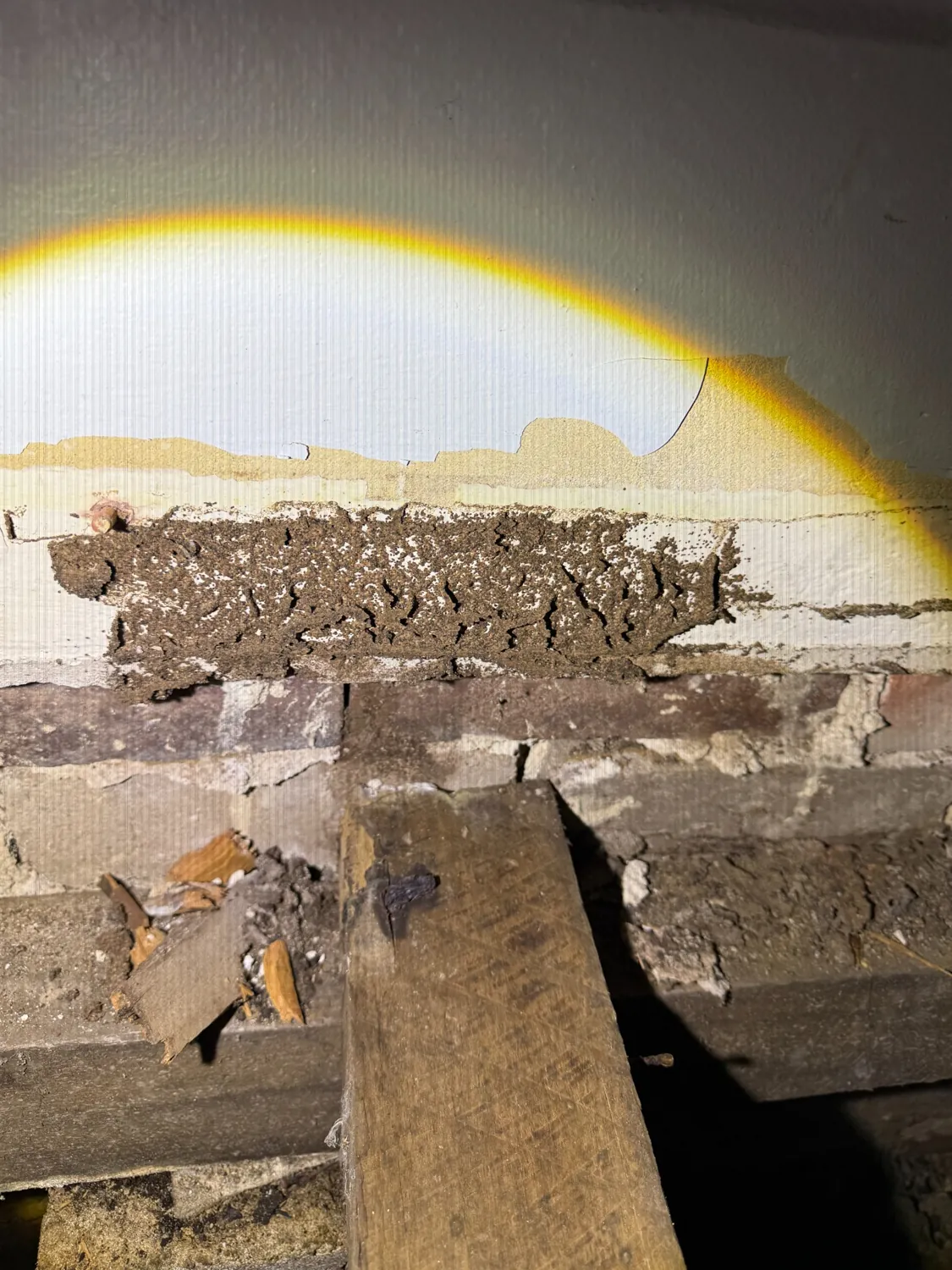 Termite-like mudding exposed at the lower wall and brick junction during an Artarmon inspection