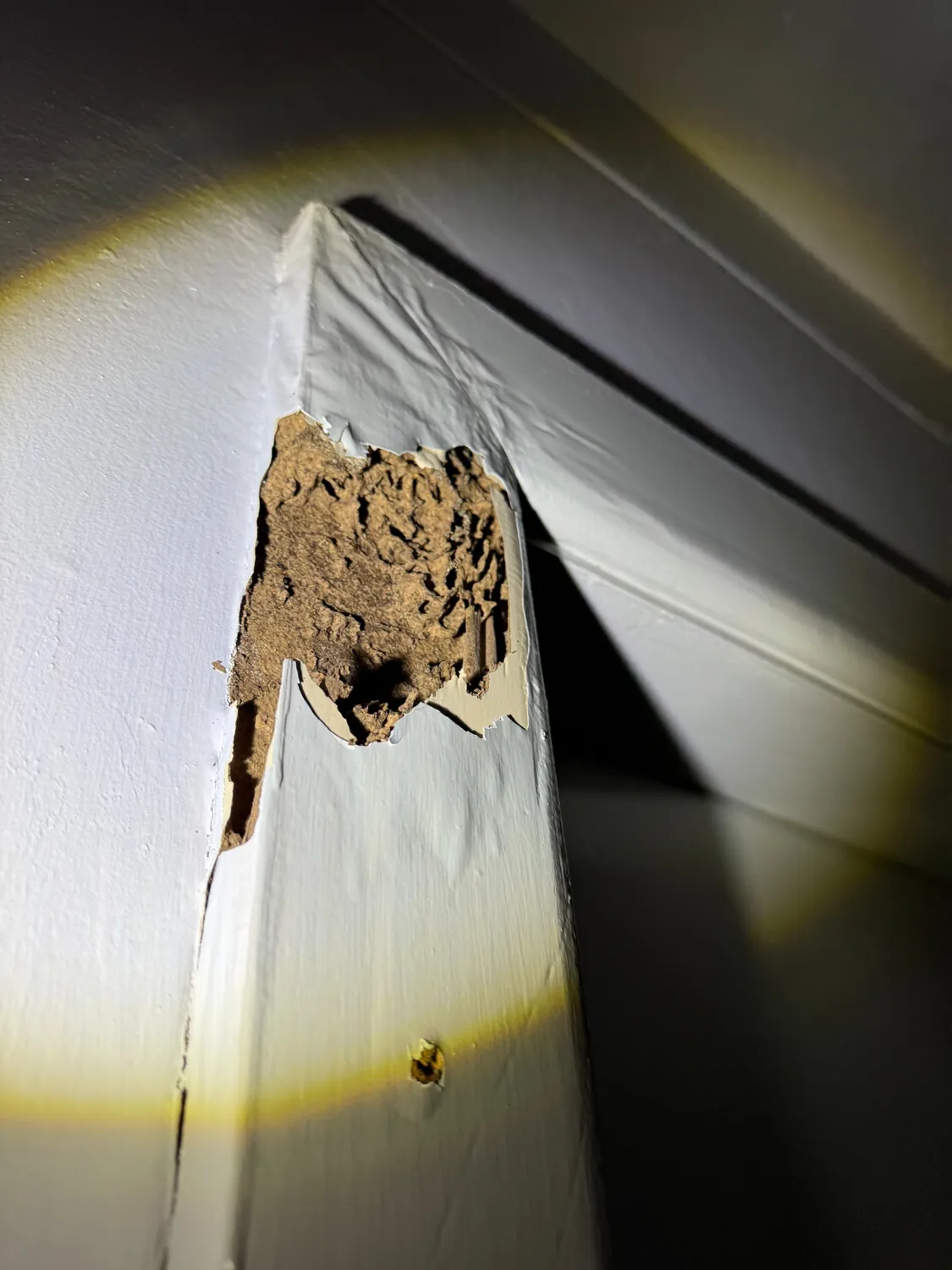 Mud-like material exposed beneath white painted timber trim in an Artarmon home