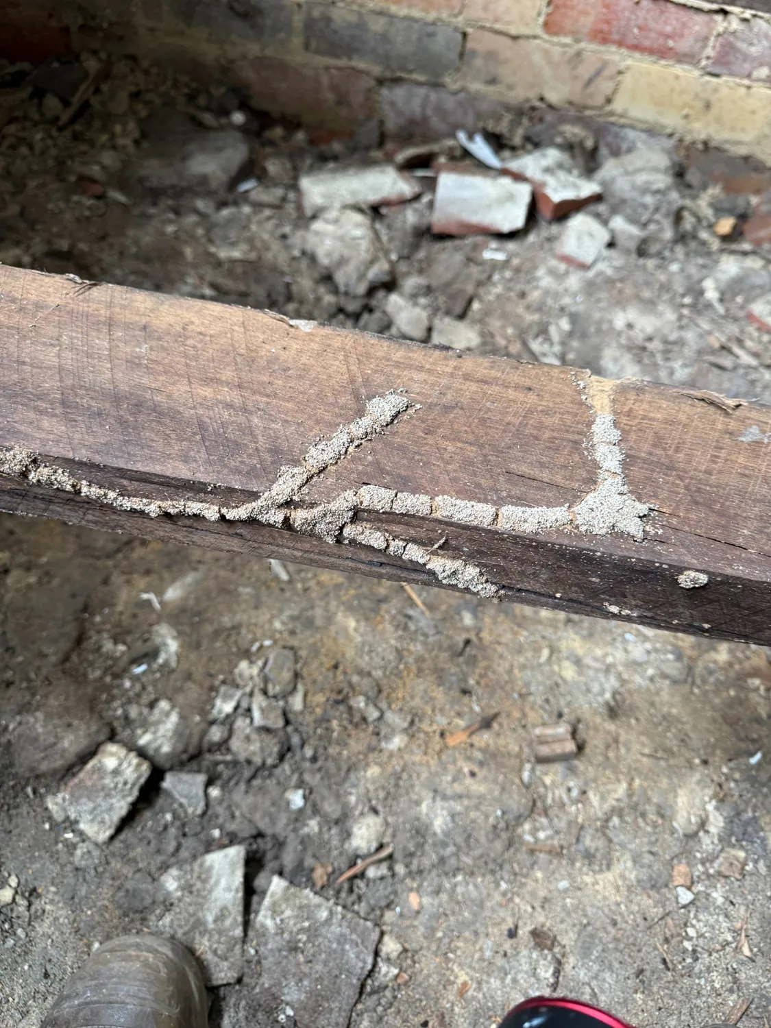 Mud-like deposits along timber inspected for termite damage in Artarmon