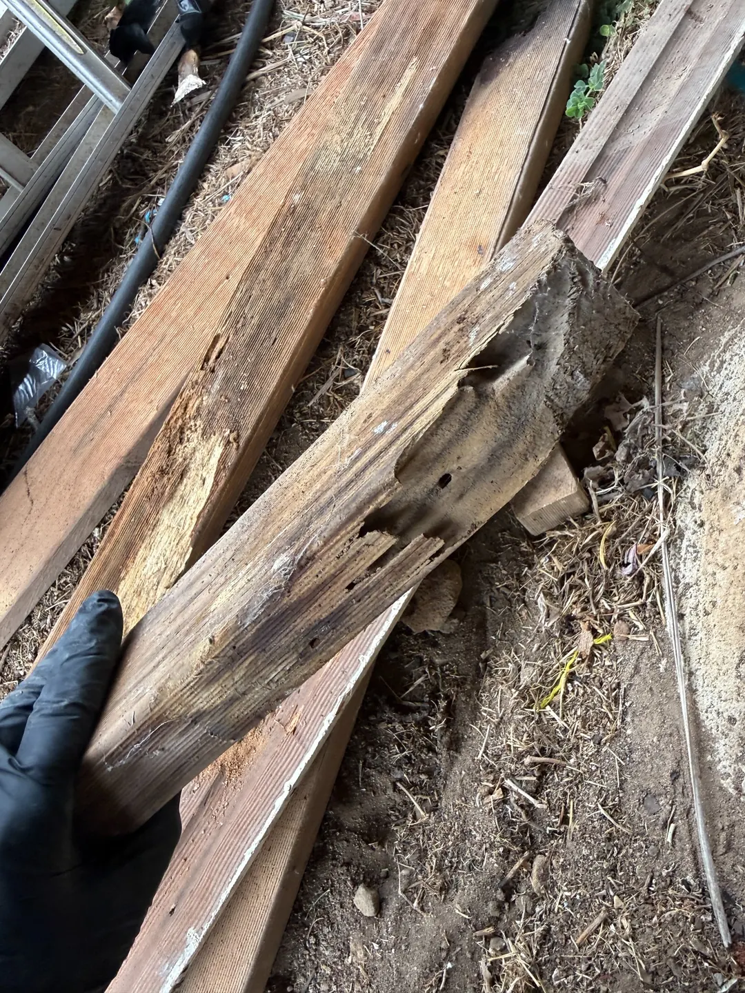 Timber with extensive internal excavation documented at Brooklyn NSW property