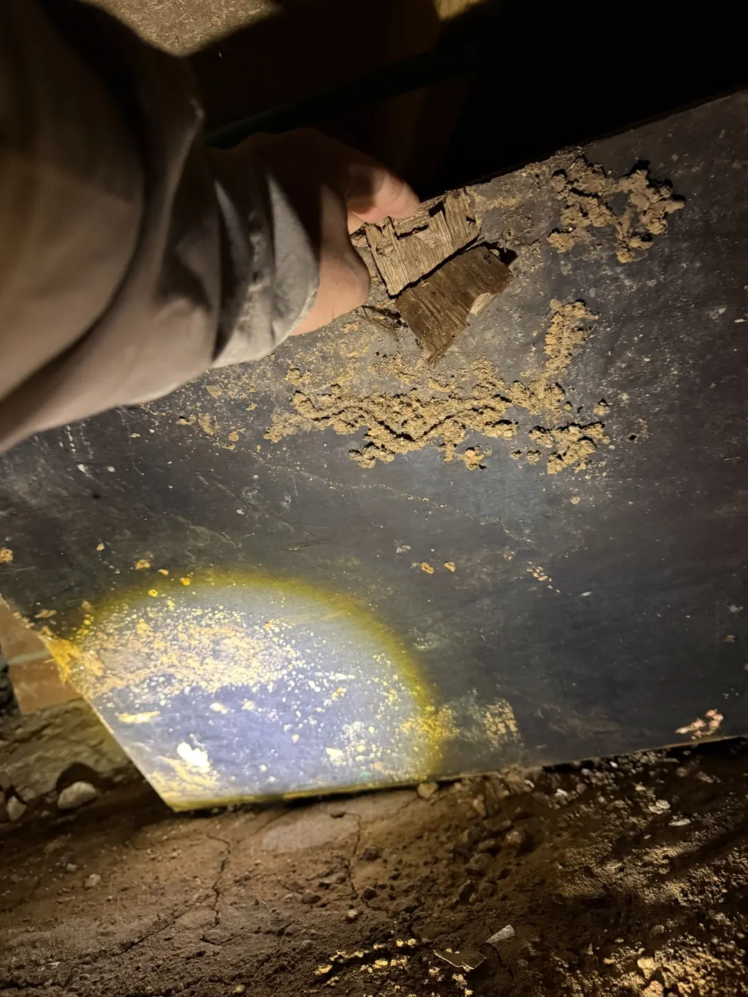 Damaged timber examined during Brooklyn termite inspection