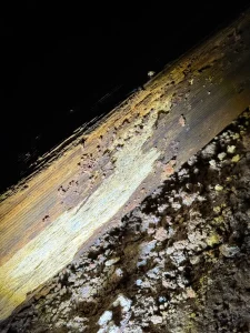 Close-up of damaged subfloor timber found during inspection at Brooklyn NSW