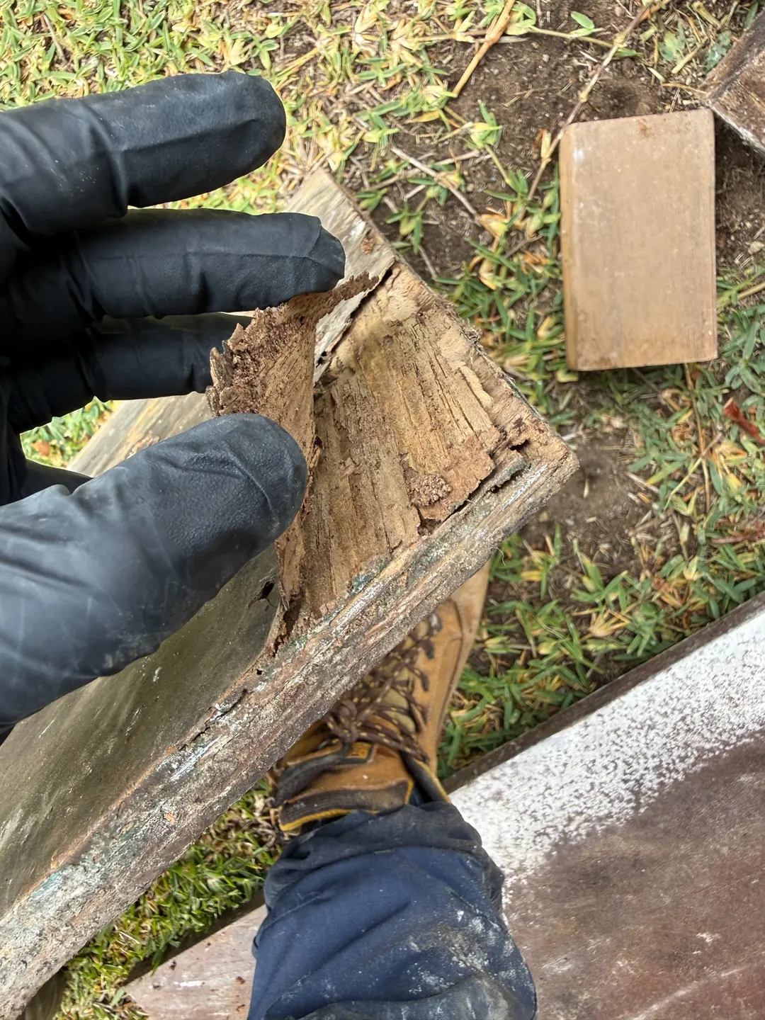 Broken timber piece displaying internal galleries during Brooklyn termite inspection