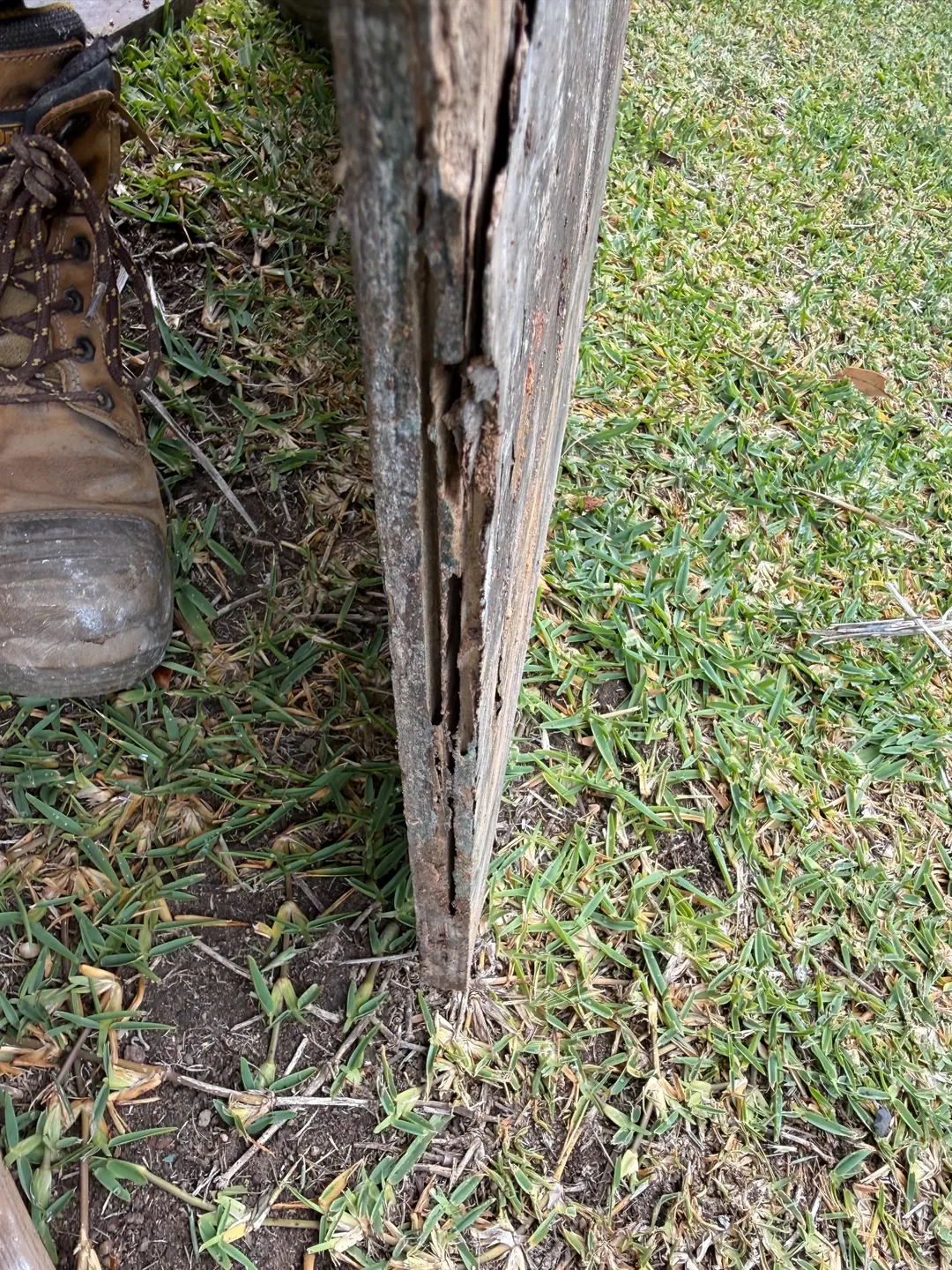 Deteriorated timber with elongated galleries at Brooklyn NSW property